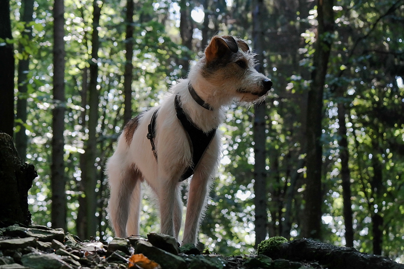 001 Felix SAM_3079 als Smart-Objekt-1 Kopie.jpg - SAMSUNG CS